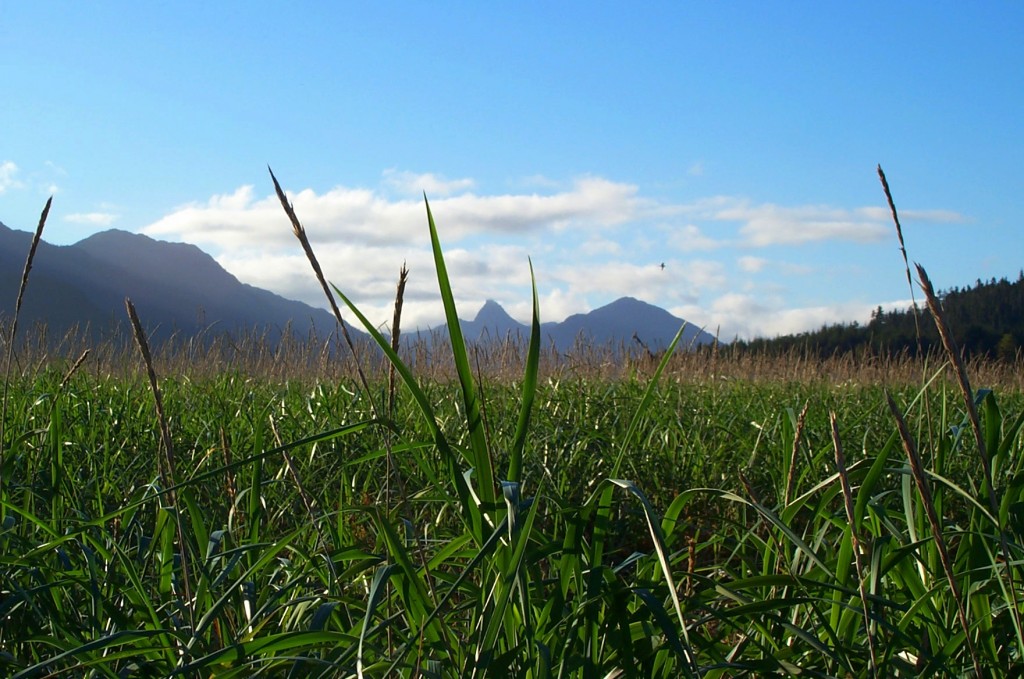grass art with mountain