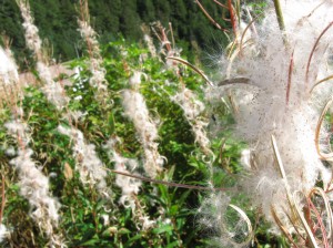 PuffWeed